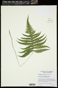 Phegopteris connectilis image