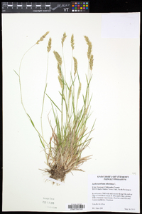 Anthoxanthum odoratum image
