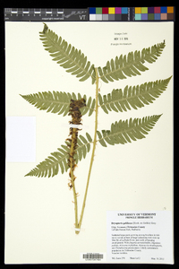 Dryopteris goldieana image