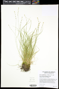 Carex appalachica image