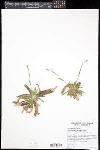 Carex platyphylla image