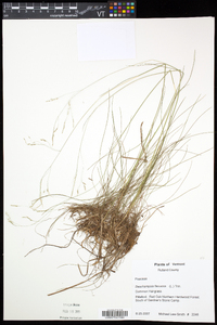 Deschampsia flexuosa image