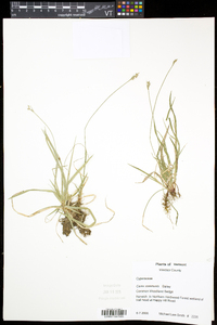 Carex communis var. communis image