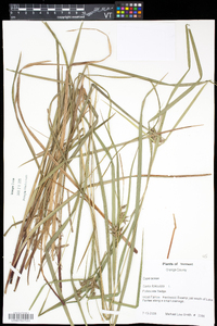 Carex folliculata image