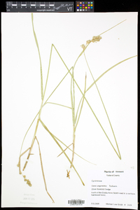 Carex argyrantha image