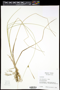 Carex oligosperma image