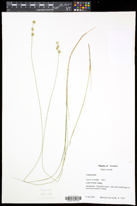 Carex echinata image