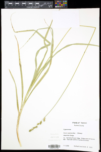 Carex cephaloidea image