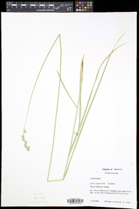 Carex argyrantha image