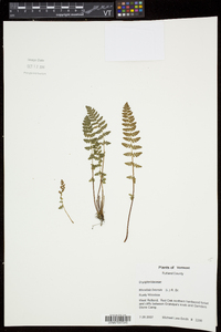 Woodsia ilvensis image