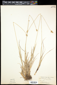 Carex muehlenbergii var. enervis image