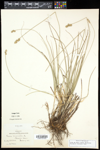 Carex echinata var. echinata image