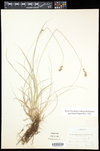 Carex echinata var. echinata image