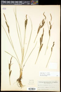 Carex nigra image