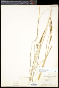 Carex nigra image