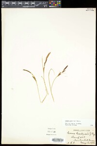 Carex nigra image