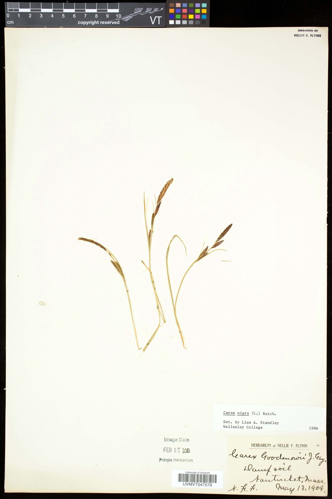 Carex nigra image