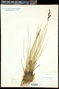 Carex nigra image