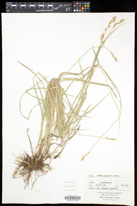 Carex normalis image