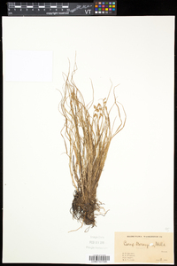 Carex mackenziei image