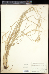 Carex normalis image