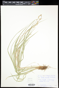 Carex normalis image