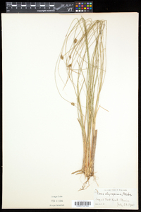 Carex oligosperma image