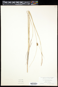 Carex oligosperma image