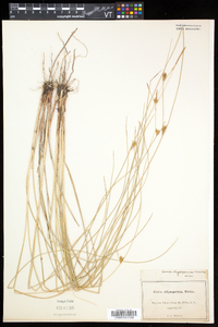 Carex oligosperma image