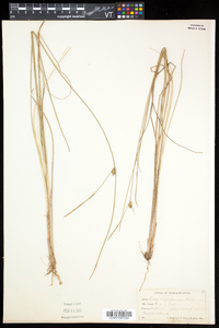 Carex oligosperma image