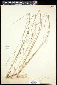 Carex oligosperma image