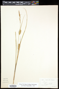 Carex olneyi image