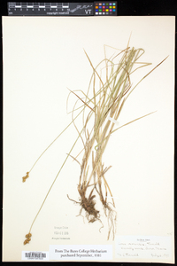 Carex oronensis image