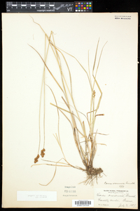 Carex oronensis image