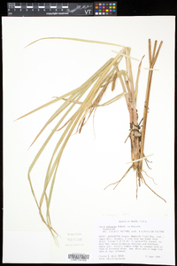 Carex paleacea image