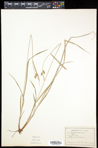 Carex pallescens image