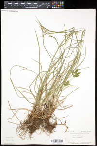 Carex pallescens image