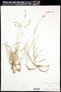 Carex panicea image