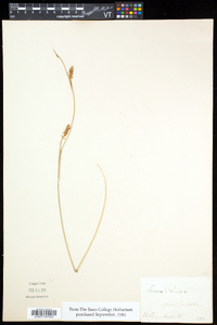 Carex panicea image