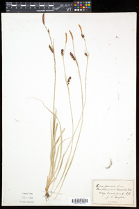 Carex panicea image