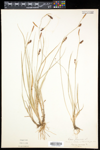 Carex panicea image