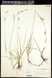 Carex panicea image