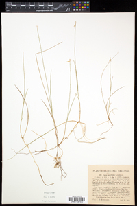 Carex pauciflora image