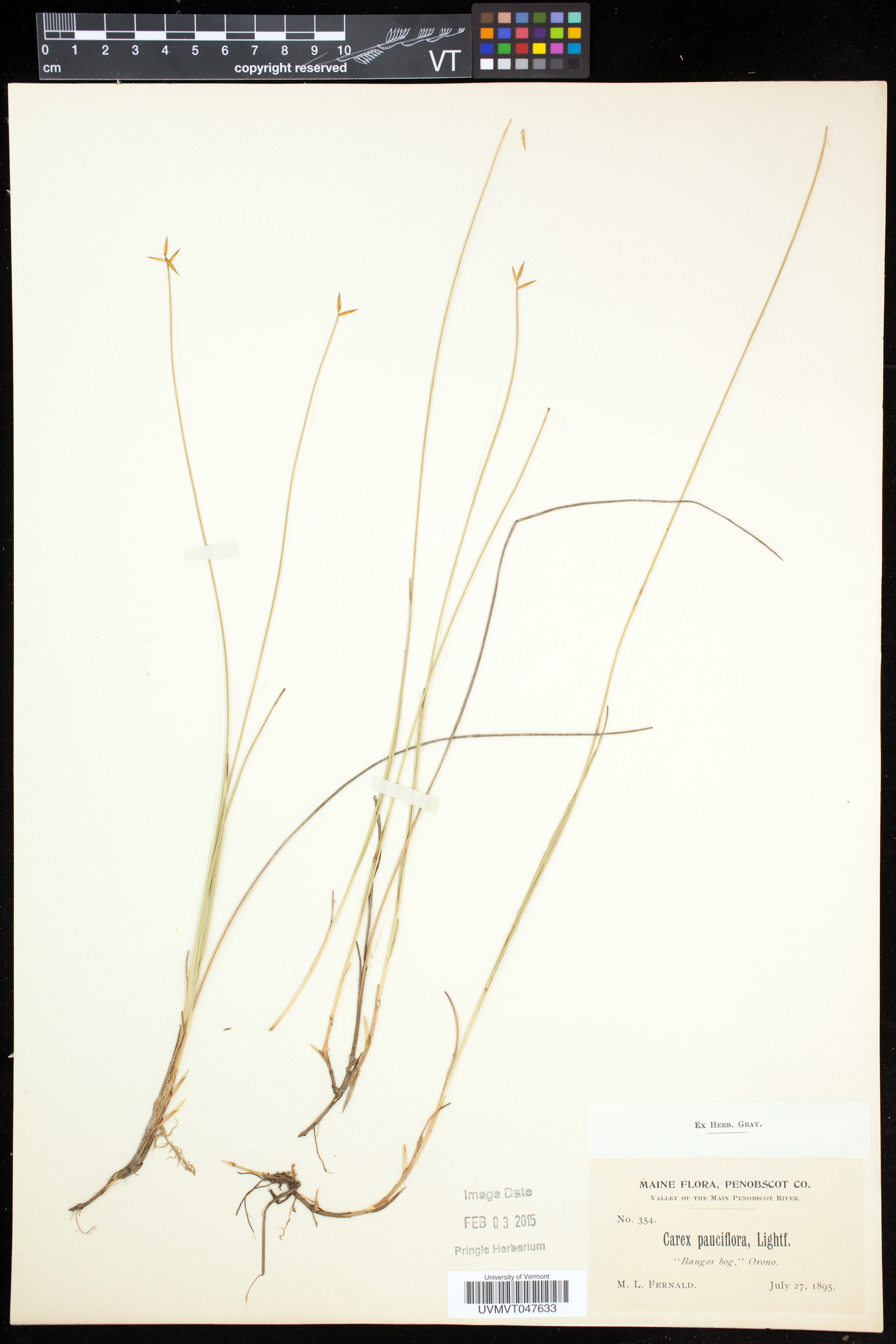 Carex pauciflora image