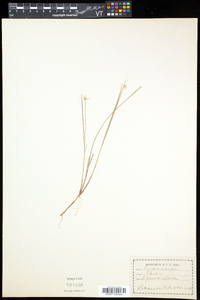 Carex pauciflora image