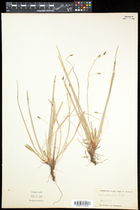 Carex pedunculata image