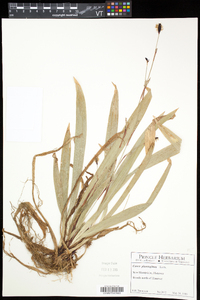 Carex plantaginea image