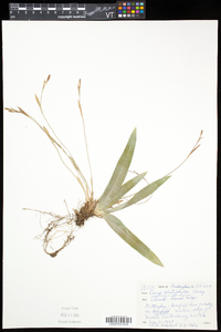 Carex platyphylla image