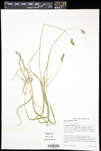 Carex projecta image