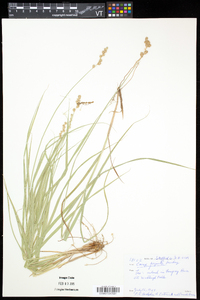 Carex projecta image